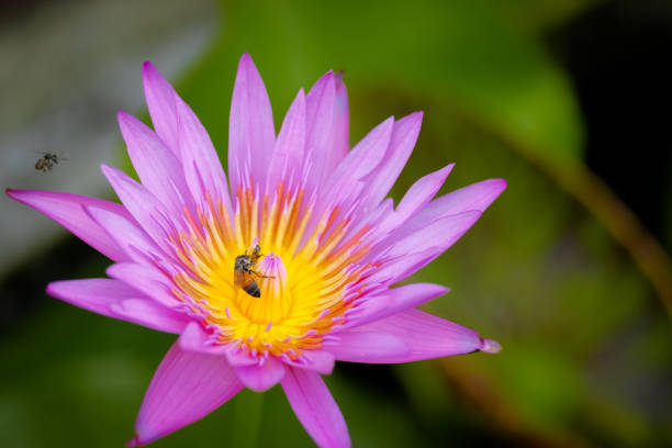 Bee on pink lotus flower blooming in the garden