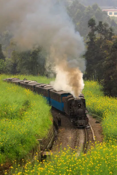 A famous travel destination to revisit the old steam train within a beautiful scenic canola field