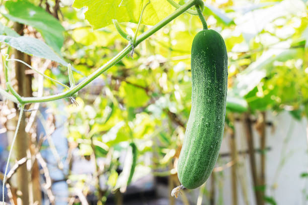 istock Cucumber plant growing in the vegetable garden 1383868224