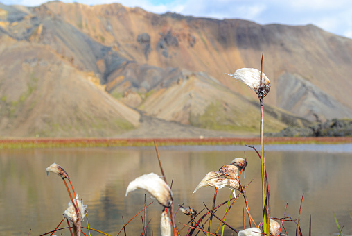 Panoramic view of a pool of water in front of the colorfull mountains around the Landmannalaugar area in Iceland.