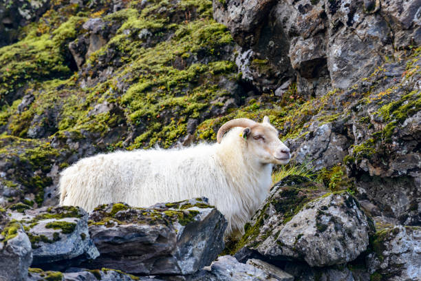 istock Icelandic sheep standing between rocks in Landmannalaugar 1383868733