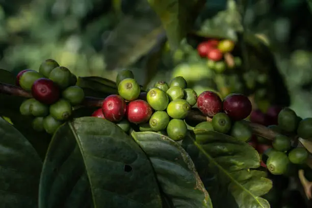 Coffee beans on the branch in coffee plantation farm.