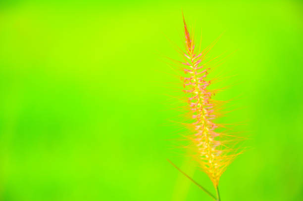 Squirrel flower, blurred background, green copy space Used to design backgrounds and wallpapers.
