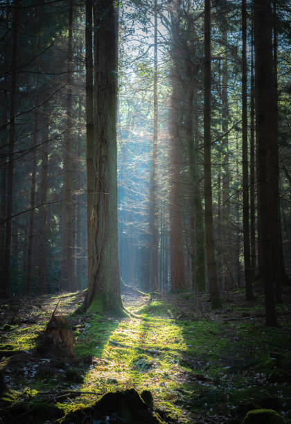 istock Light and Shadow Godshill Wood 1383877678