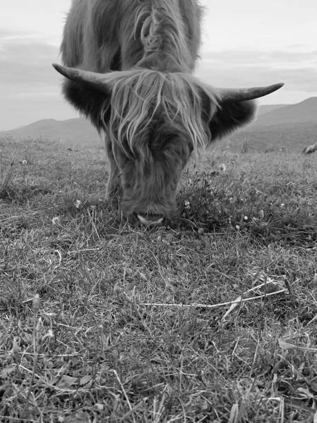 An ox grazing the grass in the mountains
