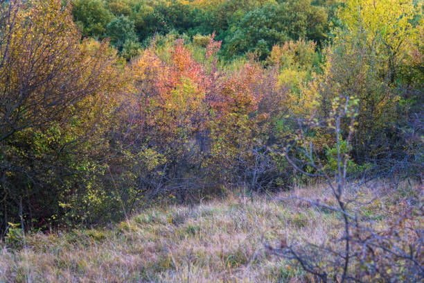 Dense forest is painted in colorful colors in the autumn