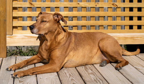 istock Dog in Sunshine 1383883481