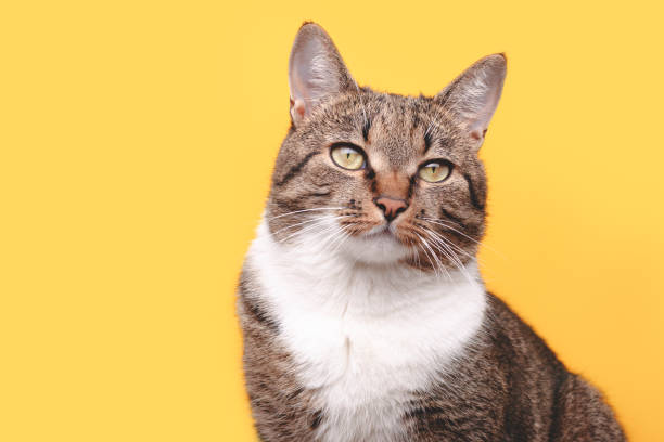 istock Portrait of gray tabby cat looking away. 1383884197