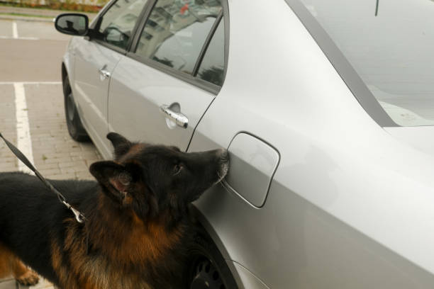 istock police dog looking for drugs 1383886716