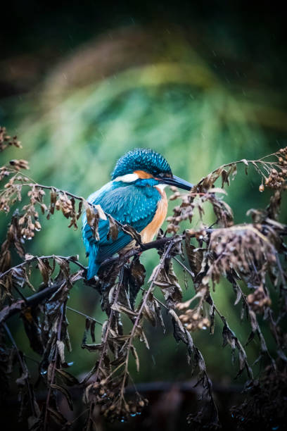 istock Kingfisher perched among undergrowth in light rain 1383887753