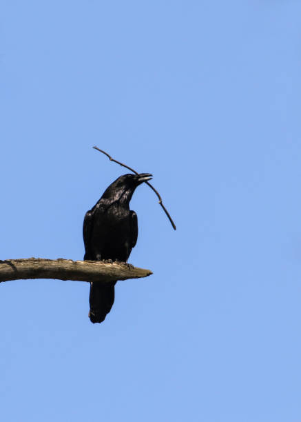 黒いカラスがくちばしに枝を持つ木の上に座っている - crows nest ストックフォトと画像