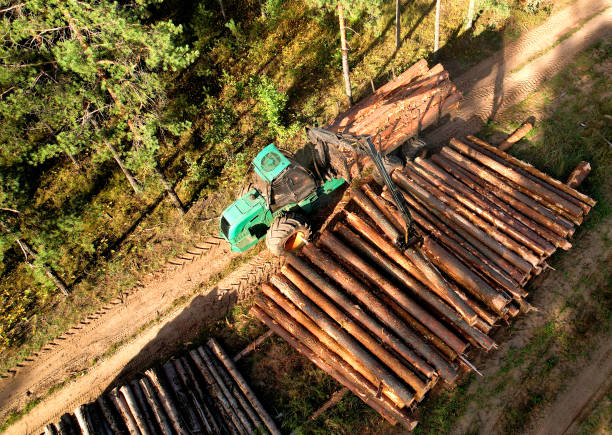istock Crane forwarder machine during clearing of forested land. 1383889398