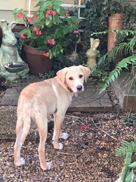 istock Yellow Labrador Retriever mix puppy 1383890870
