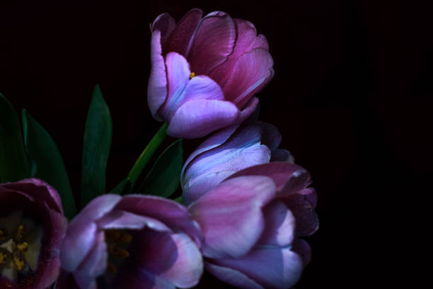 istock Pink tulips close-up. Dark background. 1383894467
