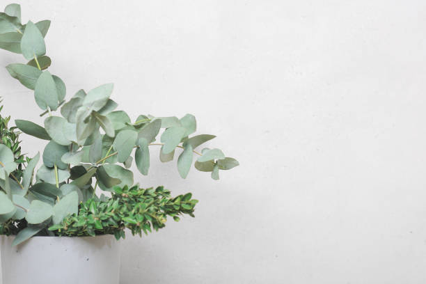 istock fresh eucalyptus leaves and boxwod branches in cement vase background. copy space. spring seasonal card 1383895731