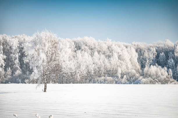 istock landscape forest frosty in winter 1383898638