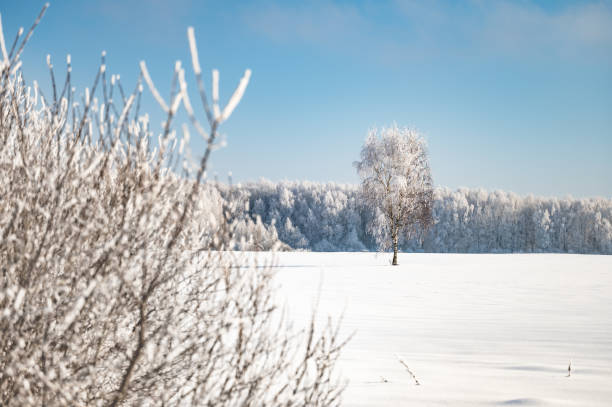 istock landscape forest frosty in winter 1383898643