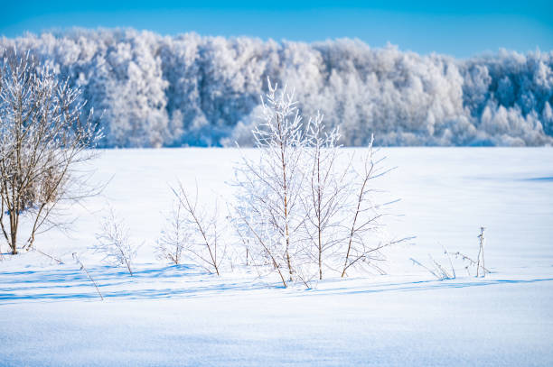 istock landscape forest frosty in winter 1383898646