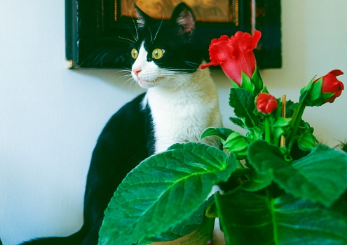 Beautiful cat and flowers at home of my mother.