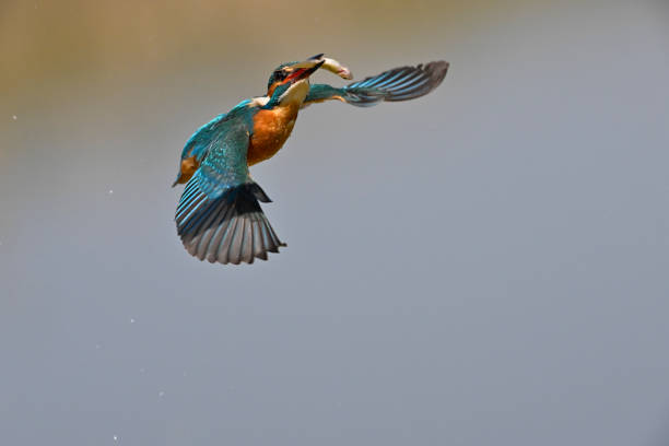 istock Kingfisher fishing 1383898759