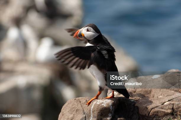 Puffin Stock Photo - Download Image Now - Puffin, Cliff, Animal Wing