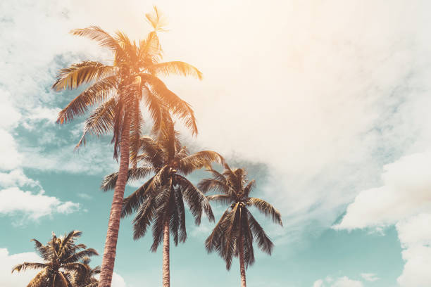 istock Tropical palm tree with blue sky and cloud abstract background. Summer vacation and nature travel adventure concept. 1383904010