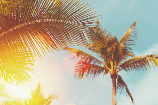 istock Tropical palm tree with blue sky and cloud abstract background. Summer vacation and nature travel adventure concept. 1383904012