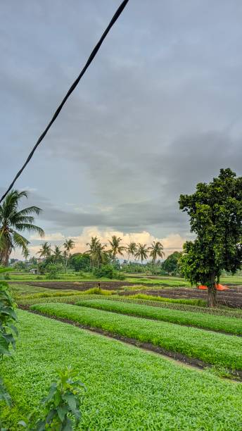 istock Farmer's field 1383910777