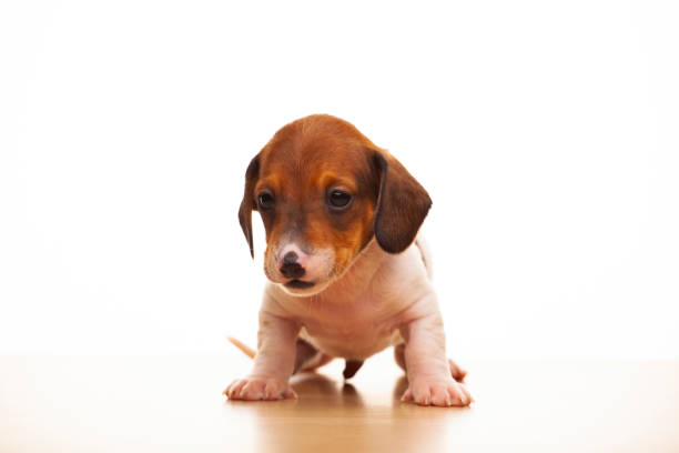 Young dachshund puppy with light brown fur resting comfortably on soft textured couch or chair, positioned near a human leg. Puppy appears relaxed and calm, with soft fur and alert expression, nestled against patterned fabric and textured blanket or cushion.
