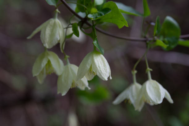 zarte hellgelbe blume der clematis cirrhosa-rebe, die wilde kletterbäume in israel wachsen lässt. andere namen early virgin's bower, traveller's joy, jingle bells, - waldrebe stock-fotos und bilder