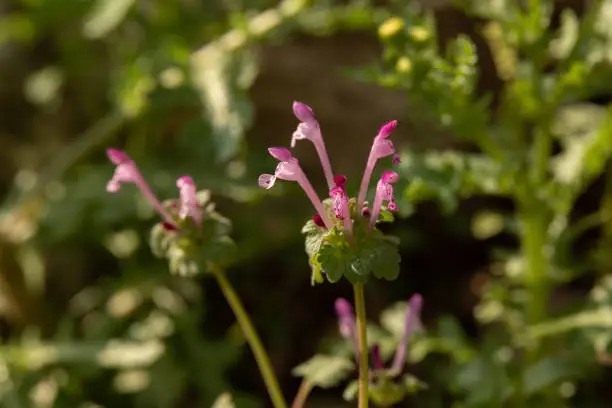 Close up of small pink flower of Lamium amplexicaule, commonly known as henbit dead-nettle, common henbit, or greater henbit,