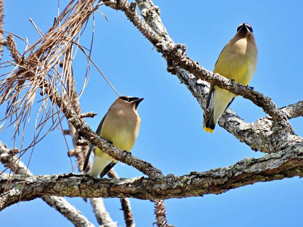 istock Cedar Waxwings (Bombycilla cedrorum) perched on a Florida pine tree branch 1383928542