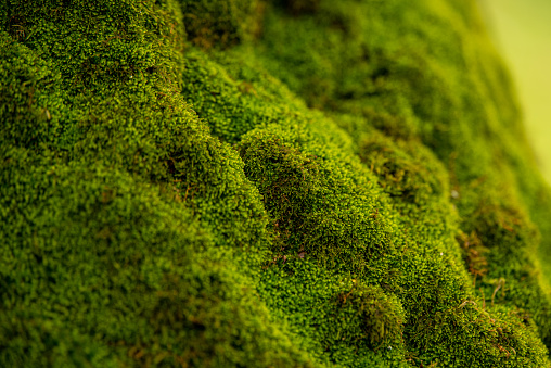Lush green moss growing on a tree trunk in a wooded area in northern Israel
