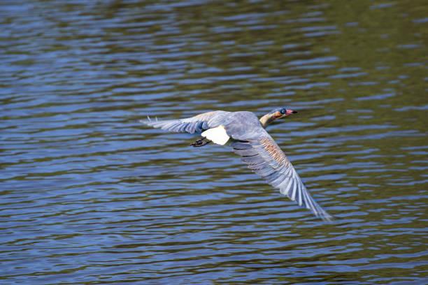 istock close-up on a blue heron in free environment 1383933893