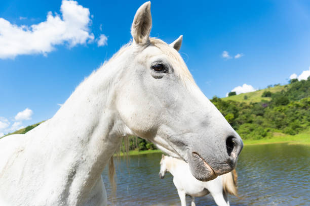 The tranquil while horse stands still to have its photo taken.