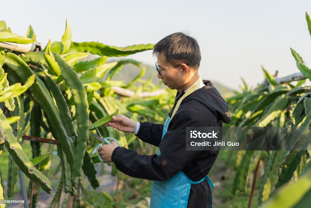 Man pruning dragon fruit tree with scissors Farmer working on the farm, using scissors to prune dragon fruit trees China - East Asia Stock Photo