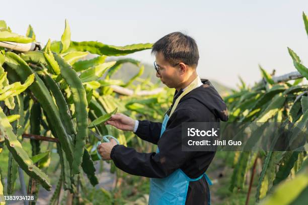 Man Pruning Dragon Fruit Tree With Scissors Stock Photo - Download Image Now - China - East Asia, Chinese Ethnicity, Farm Worker