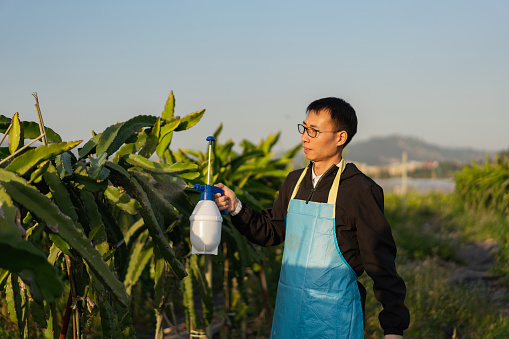 Farmer working on the farm, using a watering can to water dragon fruit trees