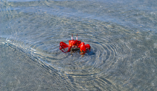 Close-up and selective focus on red sand crab at Sonadia Island, Kutubjom Union, Bangladesh.  Red crab on the beach.