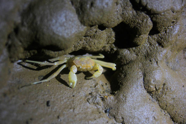 Sesarmoides Jacobsoni, cave biota that lives in the Karst area Sesarmoides Jacobsoni is a cave biota that lives in the Karst area of Gunung Sewu. This type of crab was first discovered by Edward Jacobson in 1911. river crab stock pictures, royalty-free photos & images