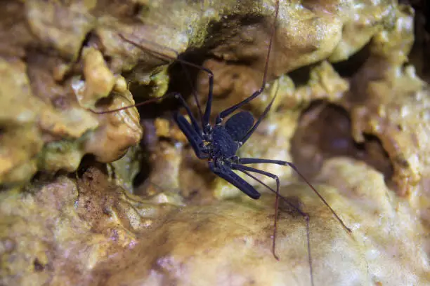 Photo of Charon Grayi or giant whip spider is a cave biota