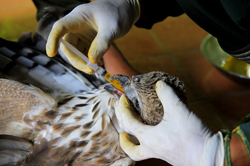 Elang Brontok or Hawk Eagle (Spizaetus cirrhatus) receives nutrition to restore their health condition at the Wildlife Rescue Center.