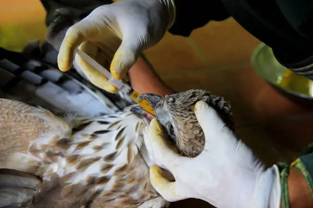 Photo of Hawk Eagle (Spizaetus cirrhatus) receives nutrition to restore their health condition