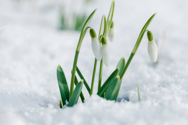 istock First spring white snowdrops flowers sticking out from the snow on a forest glade. Sunny spring day. 1383947961