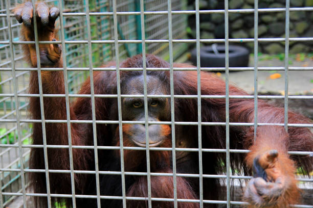 o orangotango borneano é um dos habitantes do jogja wildlife rescue center - orangutan ape endangered species zoo - fotografias e filmes do acervo