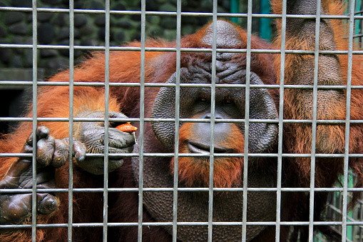 Borneo orangutan one of the orangutans to become permanent resident of animal shelters because of its unusual behavior.