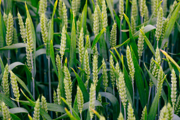 istock Ripening wheat green spikes on a spring field. 1383950045
