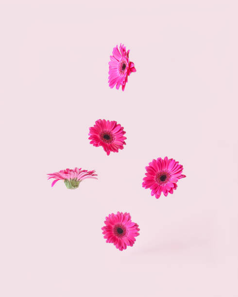 fiori rosa primaverili che volano su uno sfondo rosa. - bouquet bunch cut out drop foto e immagini stock