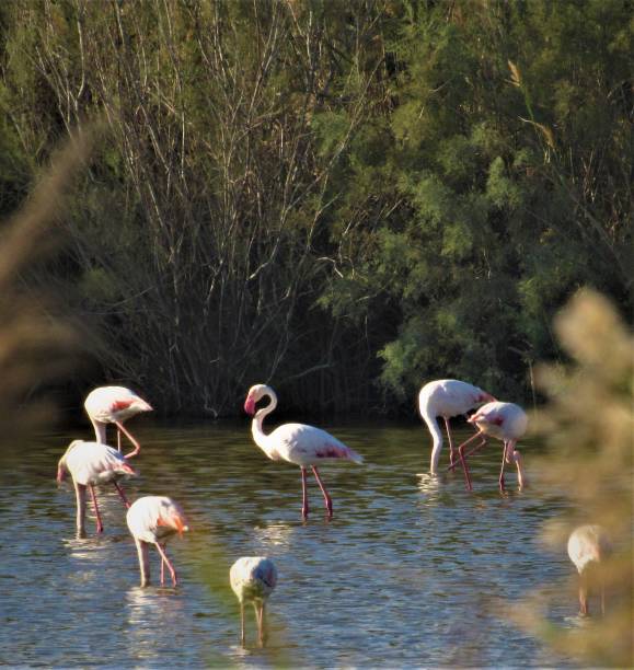 istock Flamingos standing in circle at the lake 1383952222
