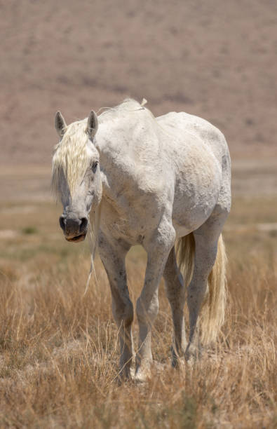 istock Old Wild Horse Stallion in Utah 1383952428